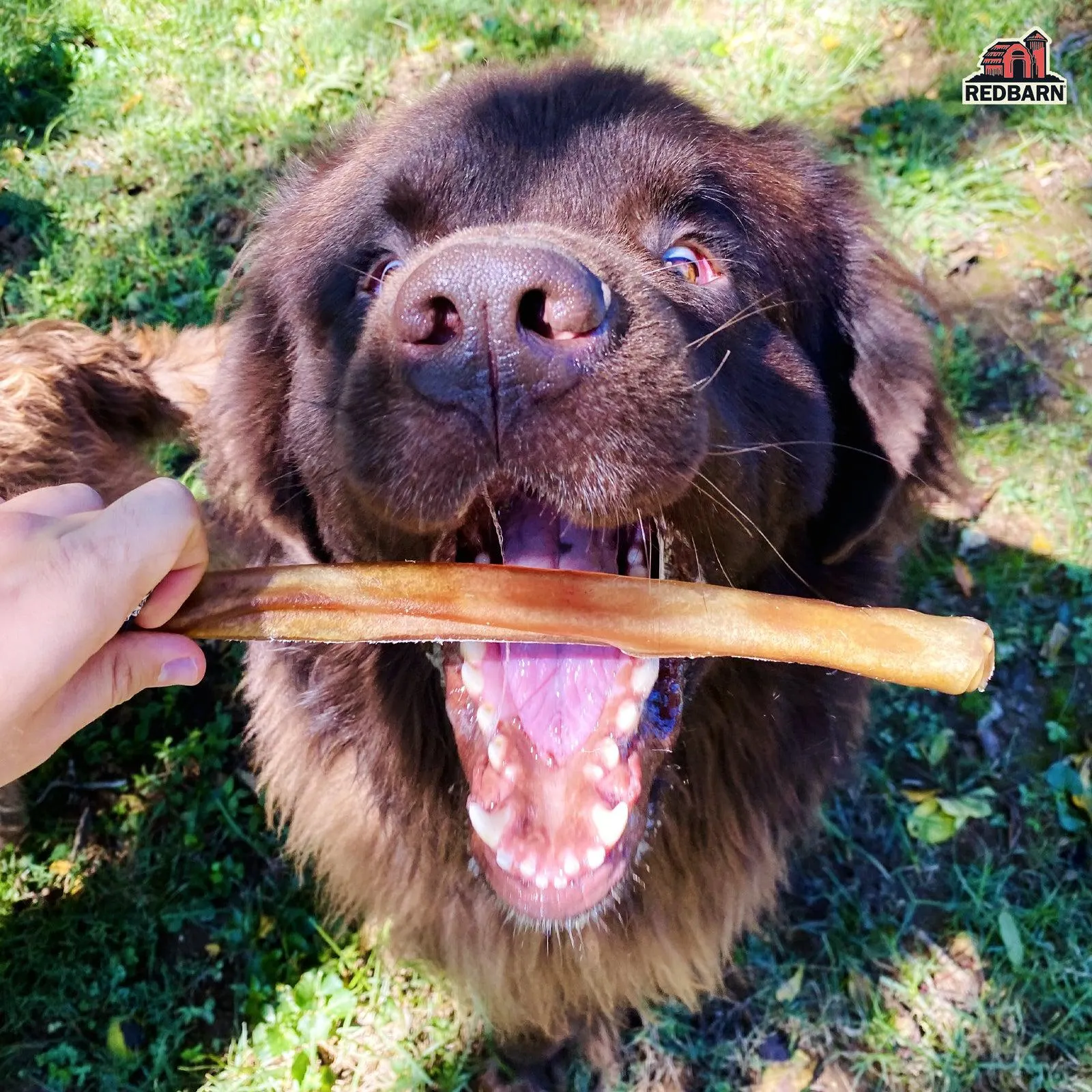 Beef Collagen Stick Dog Chews - XL - Single