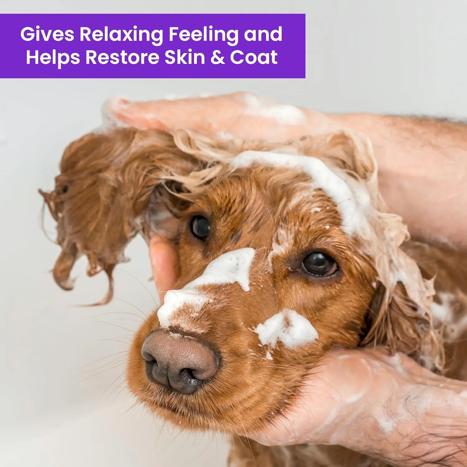 Dog Shampoo and Conditioner - Aromatic Tearless Shampoo for Cleansing, Grooming, and Conditioning - Moisturizing Shampoo for Dogs and Puppies - Lavender Chamomile, 1 Gallon