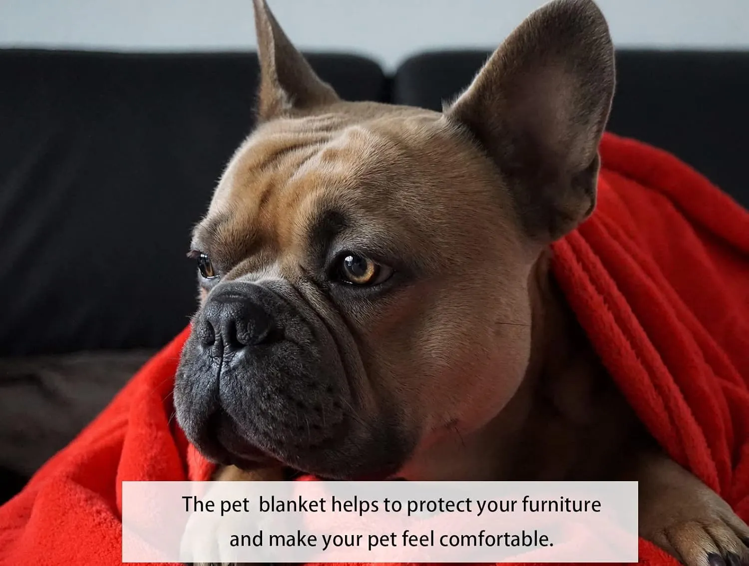 iMaylex Soft Puppy Flannel Fleece Blanket for Pet Dog Cat, Plush Microfiber, Cozy and Lightweight, Red, Pet, 19 x 27 inch (50 x 70 cm)