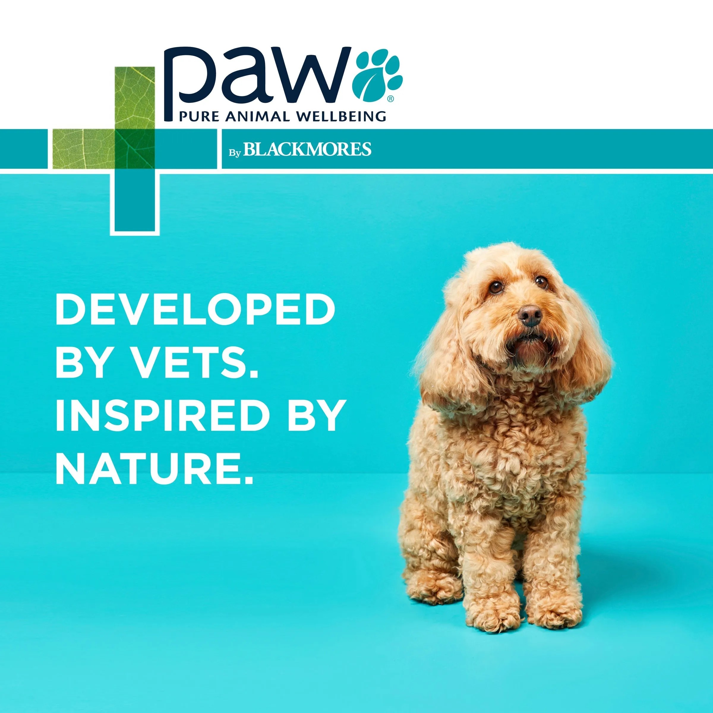 PAW by Blackmores Osteocare Joint Protect Chews for Dogs 500g^^^