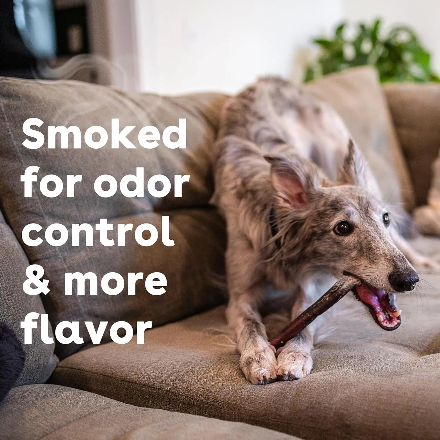 Pupford Thick Bully Sticks for Dogs & Puppies, Smoked for Improved Smell, Natural, Long-Lasting, Single Ingredient Chews for Small & Medium Breeds (6", 10 Count)
